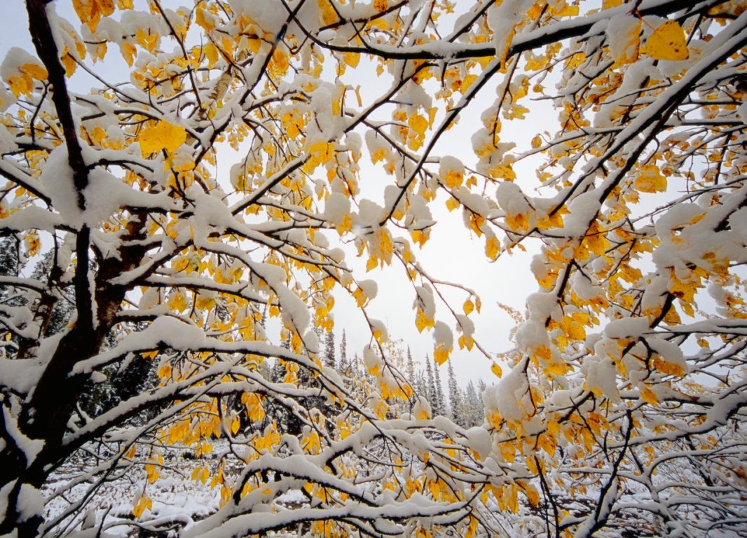 Осенние деревья с первым снегом