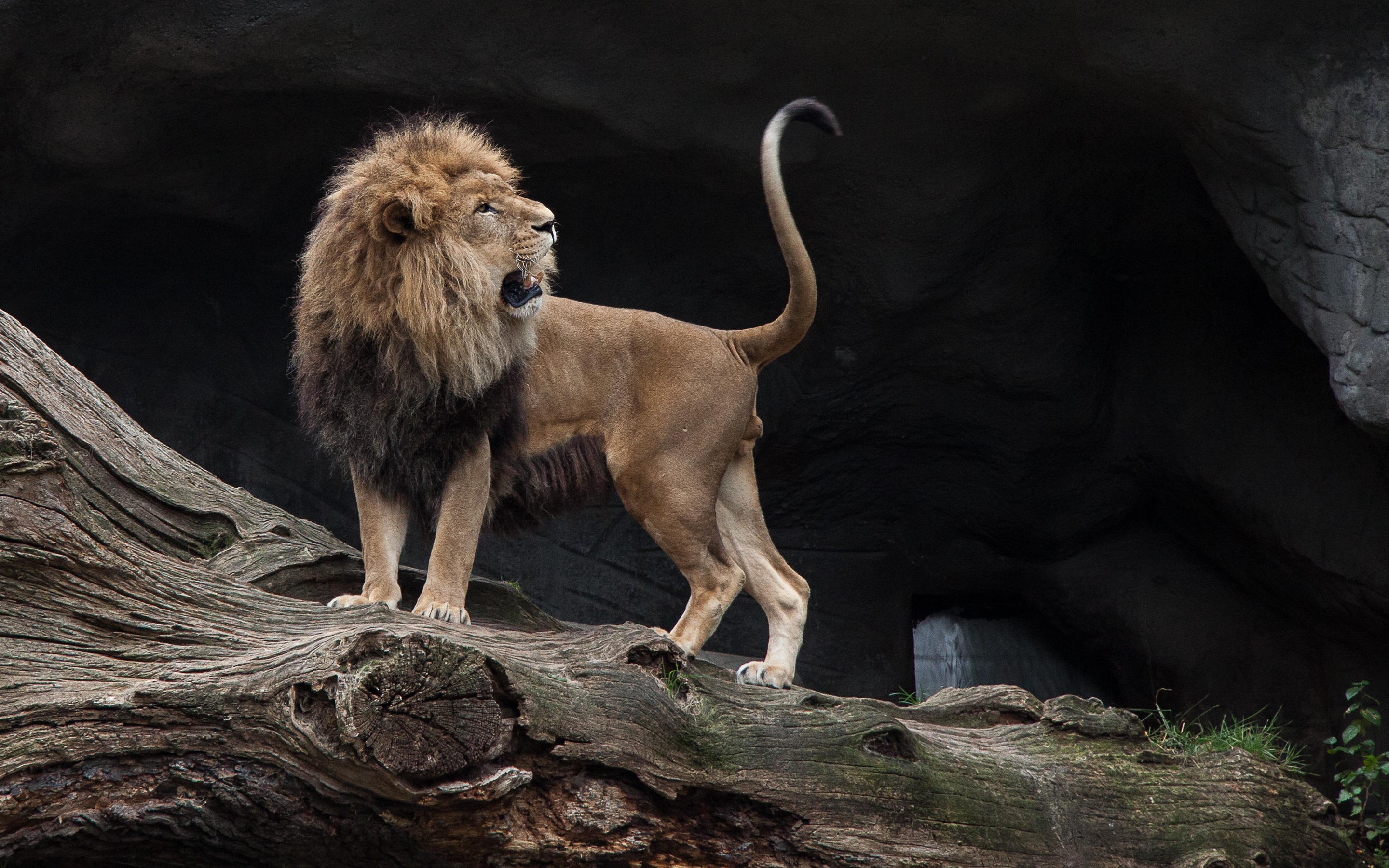 Нисходящий лев. Лев. Лев фото. Африканский Лев. Лев в прыжке.