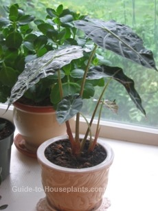 elephants ear, alocasia amazonica
