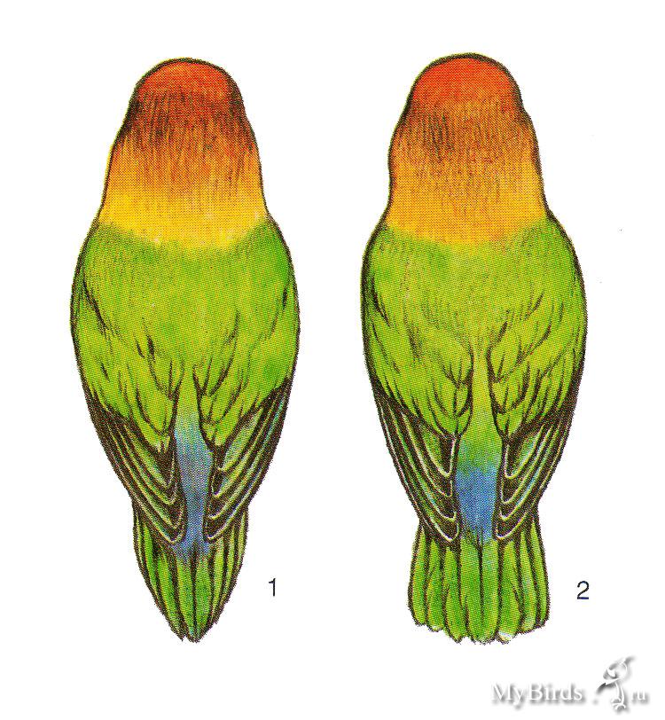 Как отличить пол. Попугай неразлучник самец и самка. Самка попугая неразлучника. Попугаи неразлучники различить пол. Неразлучник Фишера самка.