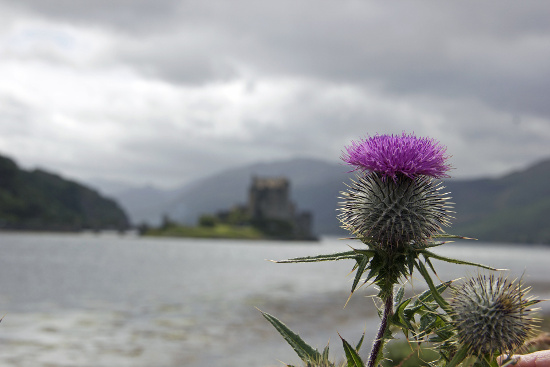 Scottish Thistle with castle in background