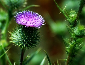 Beautiful Scottish Thistle - A National Emblem